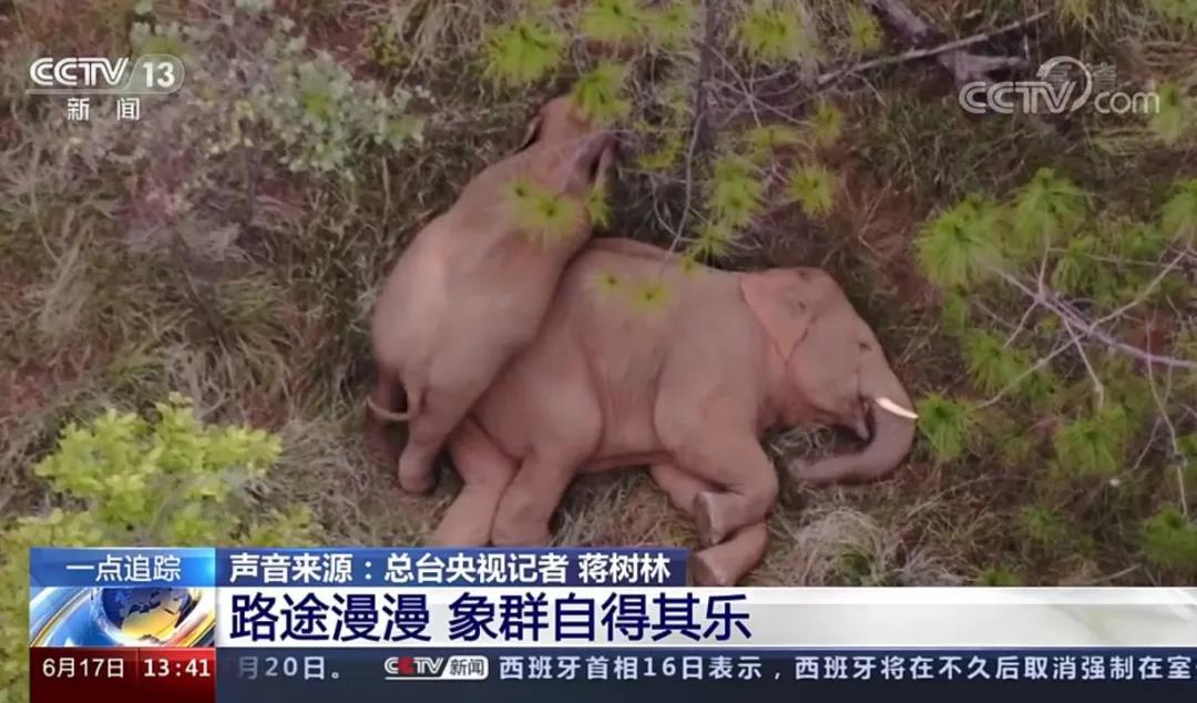 激光定位+红外相机，看无人机如何科学观测亚洲象北移